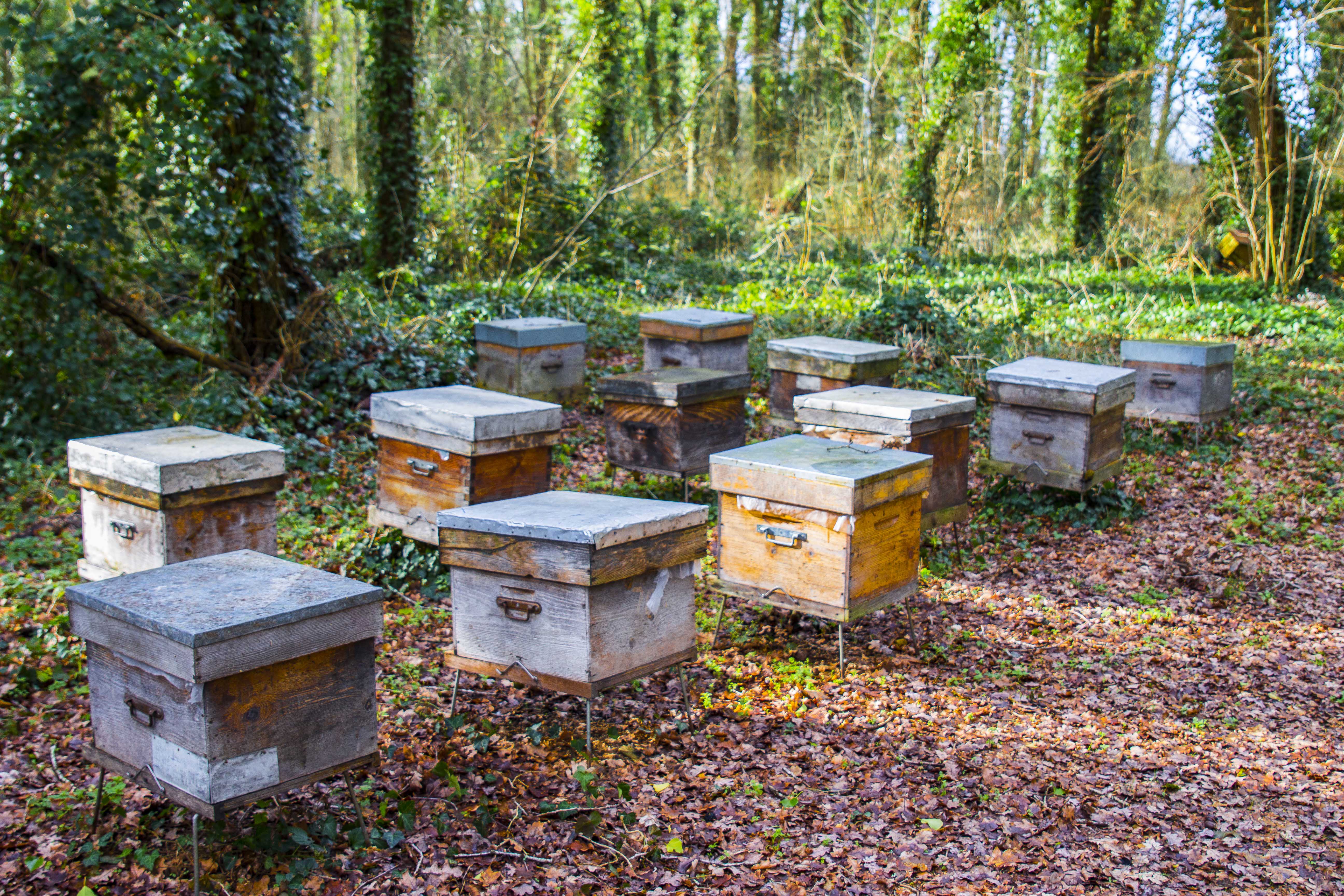 Beehives in the Forest of Fontainebleau