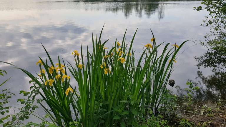 Flowers by the water