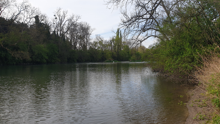 Swans nesting in the River Loing