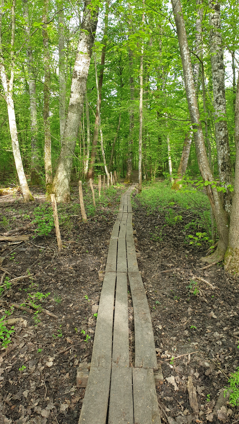 Planks over muddy terrain