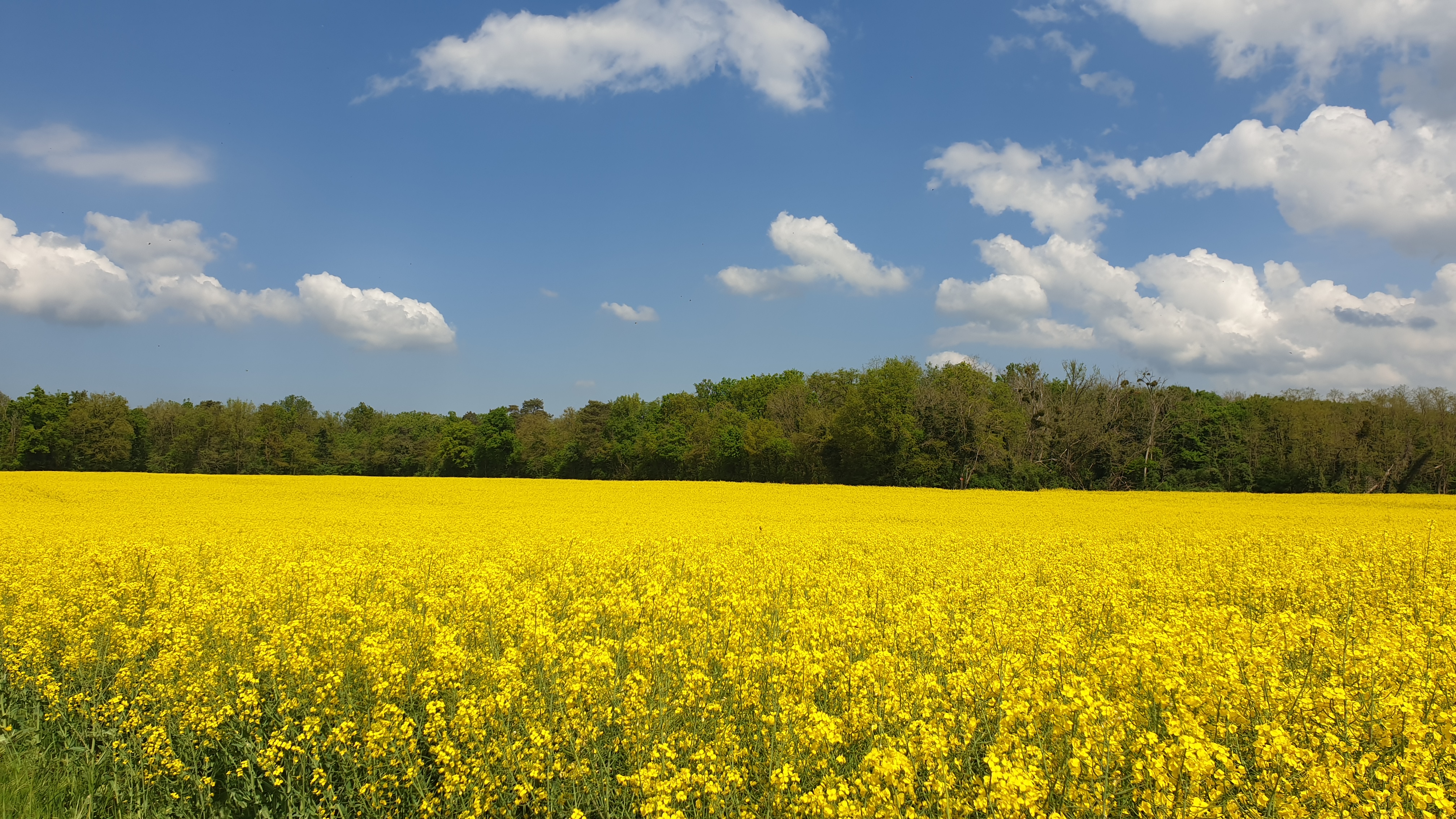 Bright yellow field of Colza
