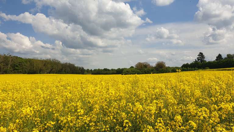 Field of Colza
