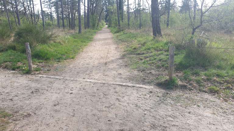 The braile line crosses a forest road