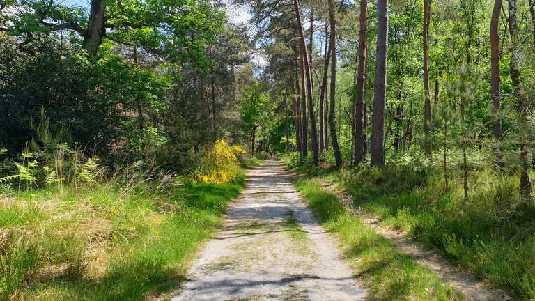 Road through the forest