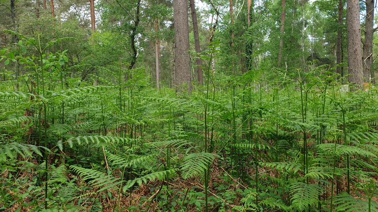 Bracken on the forest