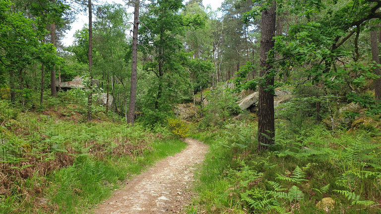 Pathway through the forest