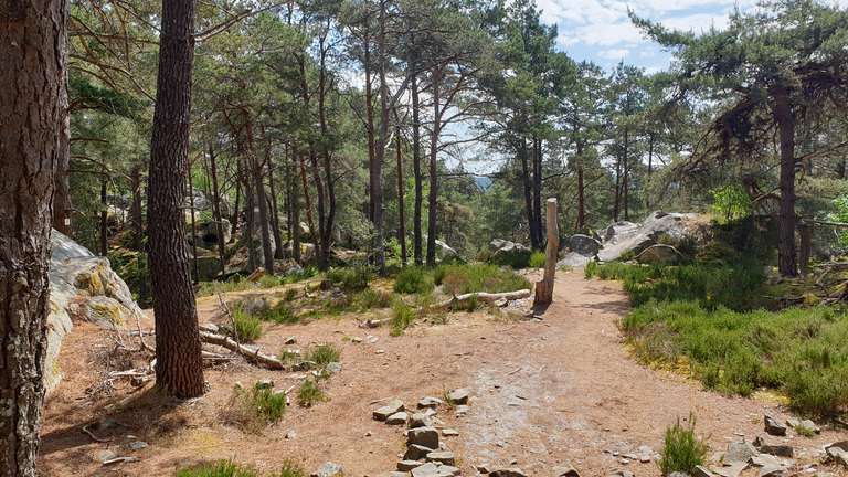 Dry pineforest
