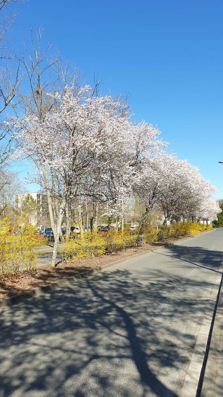 Spring in Avon
