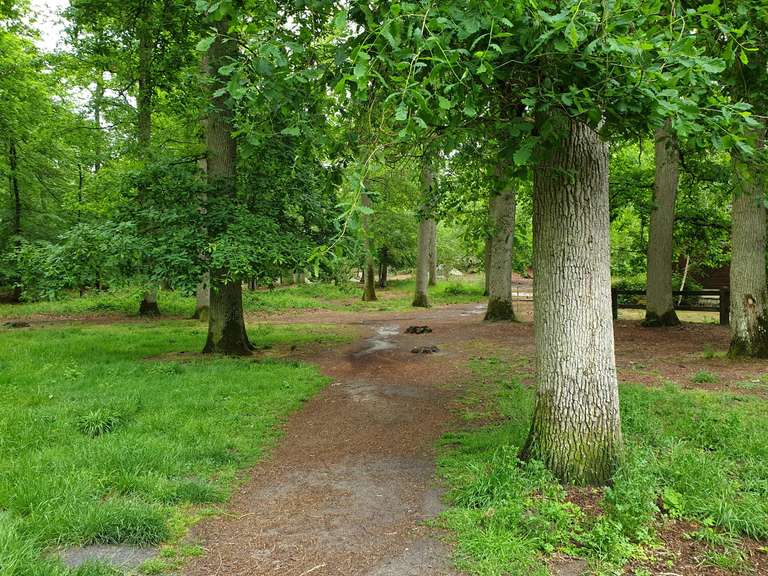 Paths in the Forest
