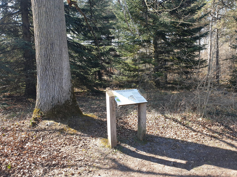 Information sign about a tree at Arbor and Sens
