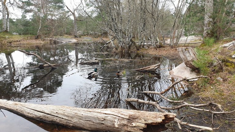 Pond from natural spring